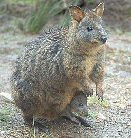 Female and her joey