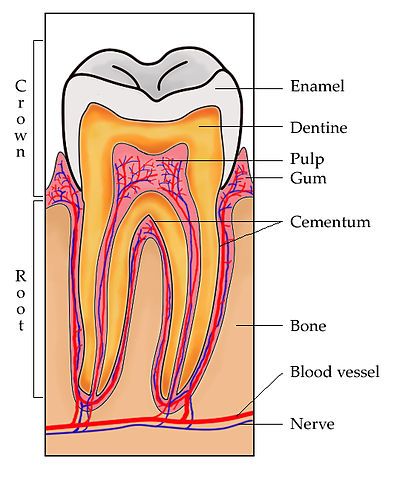 ToothSection