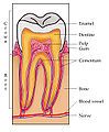 Pros: more detail of surrounding structures: blood vessels and alveolar bone. Cons: unrealistic colors, vertical lettering not desirable, nerves and periodontal ligament fibers not shown.