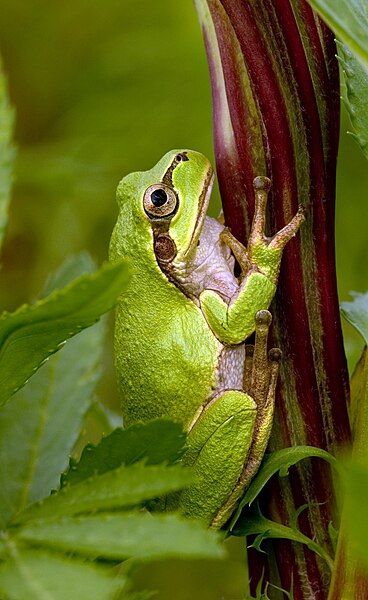 File:Tree frog2.jpg