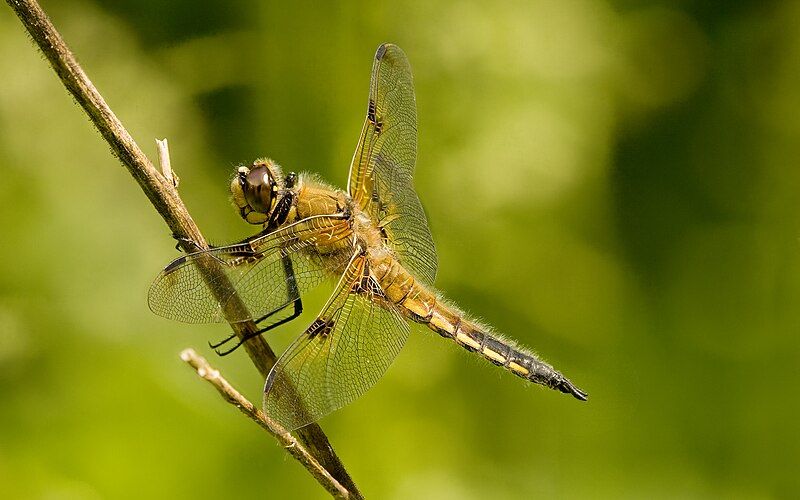 File:Vierfleck Libellula quadrimaculata.jpg