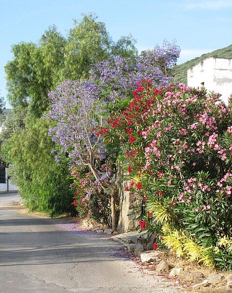 File:Village street.JPG