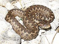 Meadow viper