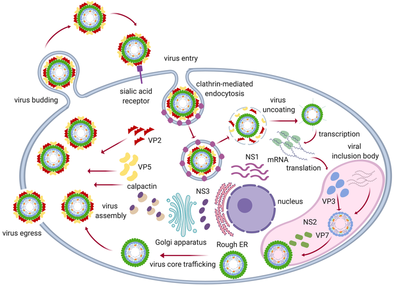 File:Viruses-11-00844-g003.png