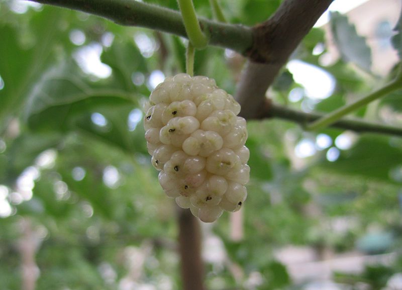 File:White Mulberry.jpg