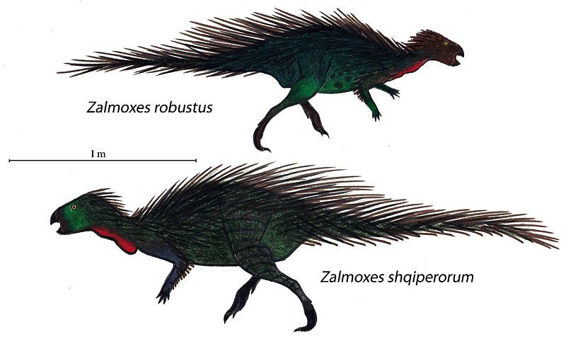 File:Zalmoxes dichotomy.jpg