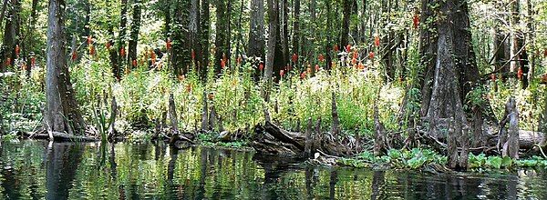 Cardinal flower in Chetucknee Springs State Park, Columbia Co., Florida USA