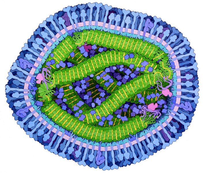 File:231-Measles-virus-proteins.tif