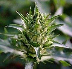 Inflorescence bud of Acanthus balcanicus