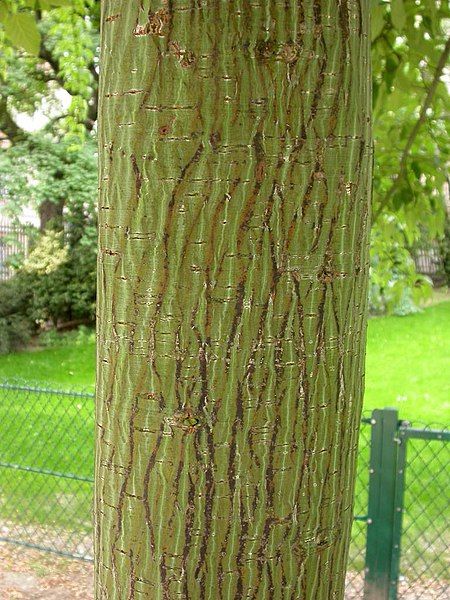 File:Acer davidii bark.JPG