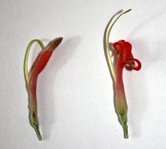 File:Adenanthos sericeus flower.JPG