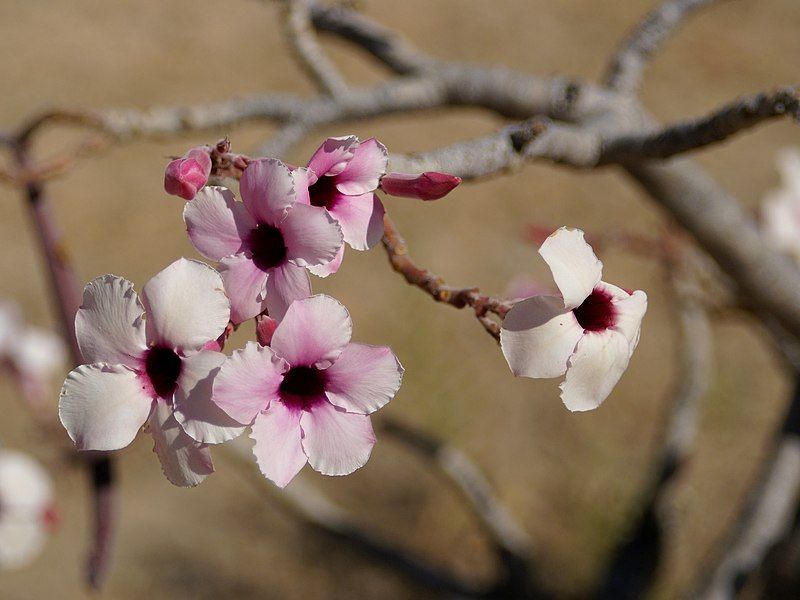 File:Adenium boehmianum.jpg