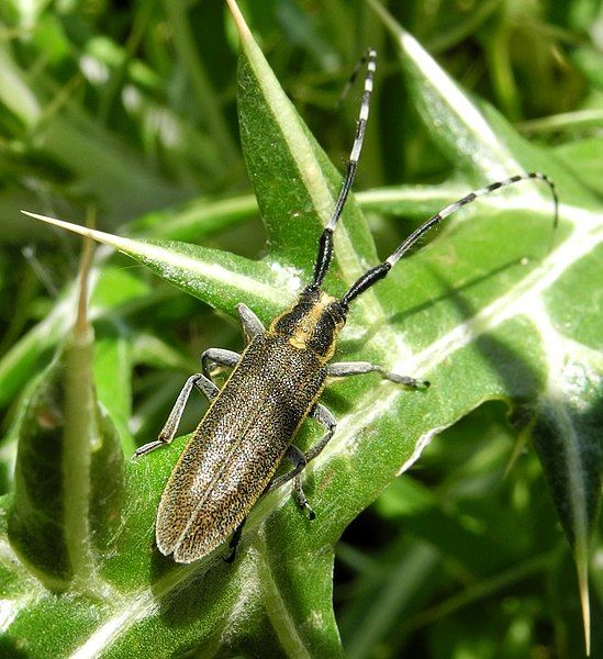 File:Agapanthia cynarae 8142817.jpg