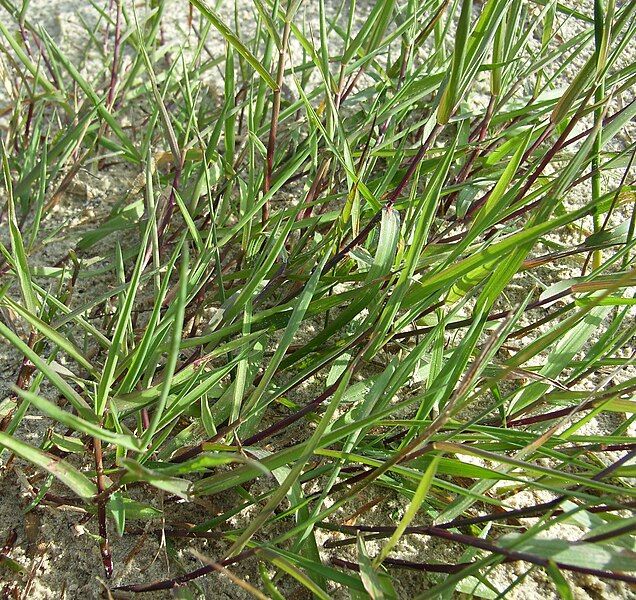 File:Agrostis Wuchs.jpg