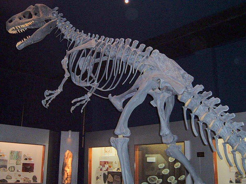 File:Allosaurus1.jpg