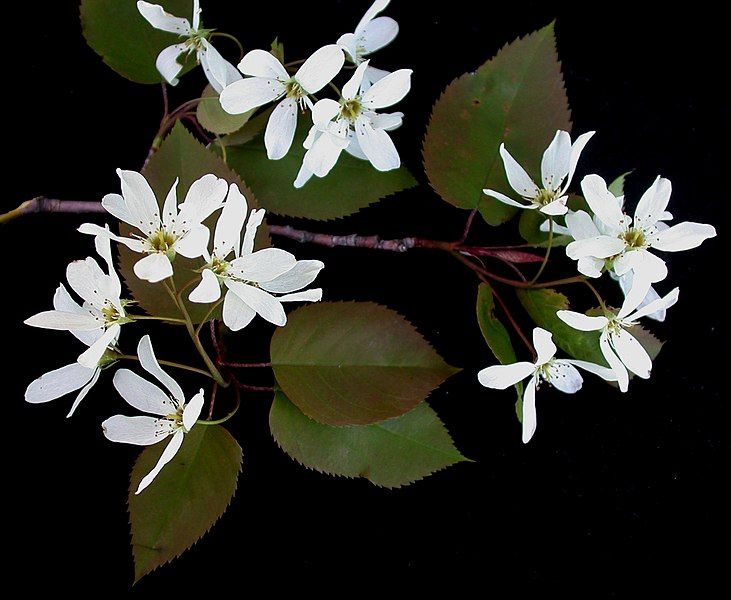 File:Amelanchier laevis 15-p.bot-amel.laevi-17.jpg