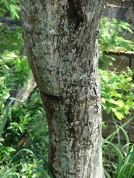 File:Anadenanthera colubrina trunk.JPG