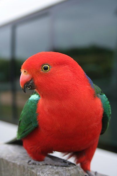 File:Australian King-Parrot.jpg