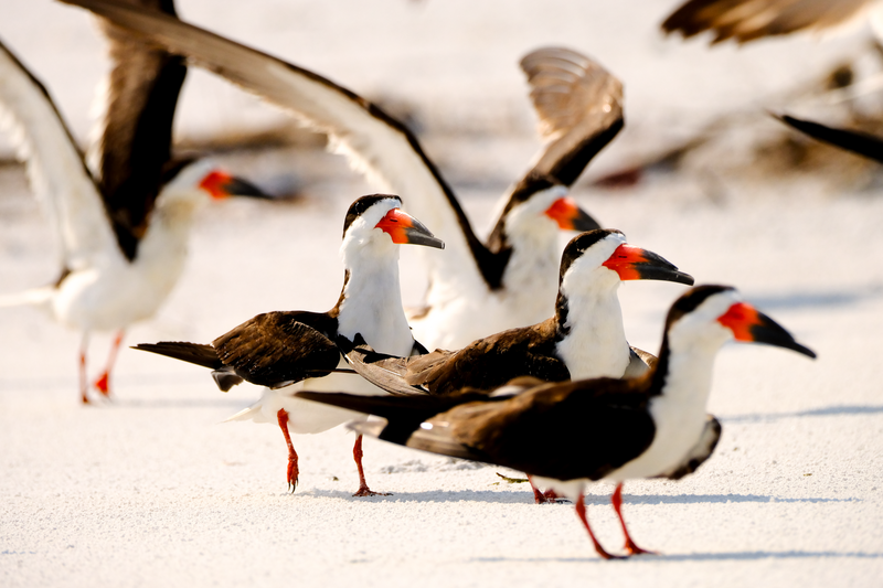 File:Black skimmers flapping.png