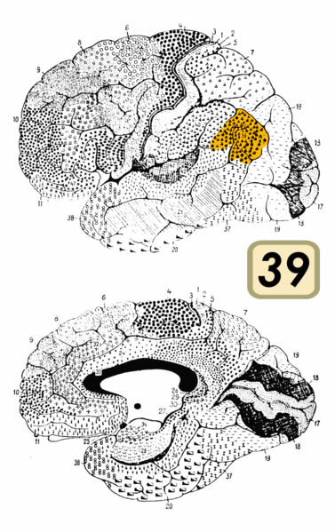 File:Brodmann Cytoarchitectonics 39.png