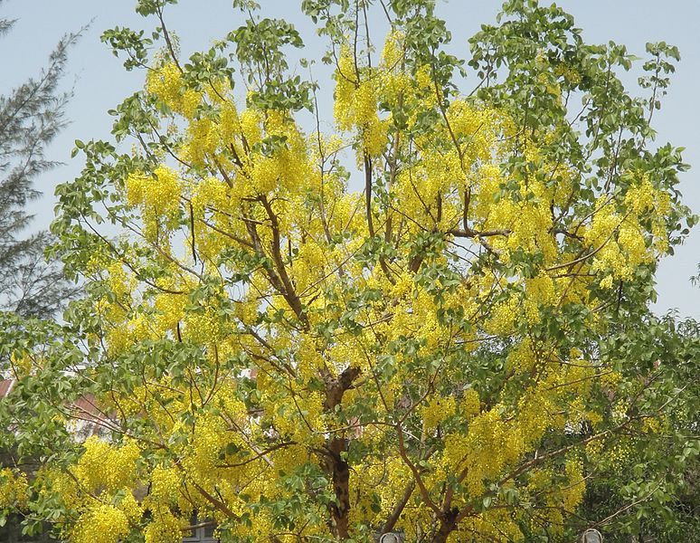 File:Burmese padauk1.jpg