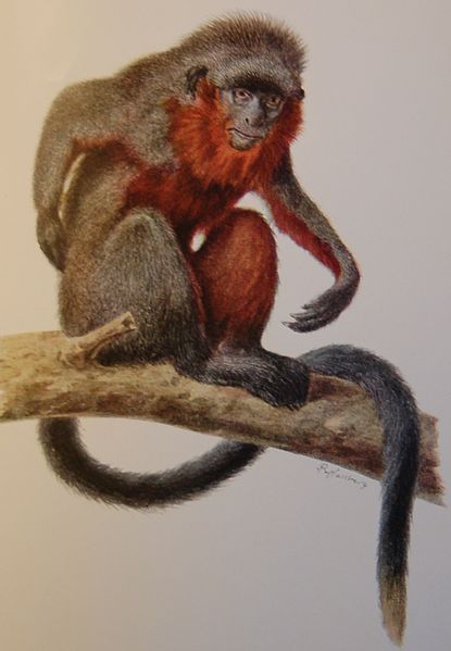 File:Callicebus baptista.jpg