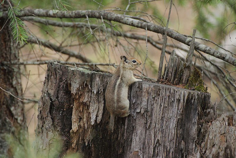 File:Callospermophilus madrensis.jpg