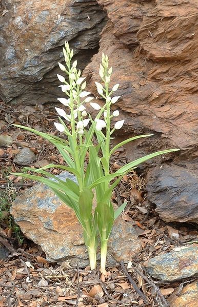 File:Cephalanthera longifolia seglea.jpg