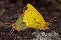 Image 4 Sexual dimorphism Photograph credit: Paolo Costa Baldi Sexual dimorphism is the condition where the two sexes of the same species exhibit different characteristics. Differences may include secondary sex characteristics, size, weight, color, or markings, as well as behavioral and cognitive differences. In the butterfly species Colias dimera (also known as the Dimera sulphur), seen here mating in Venezuela, the male on the right is a brighter shade of yellow than the female. More selected pictures