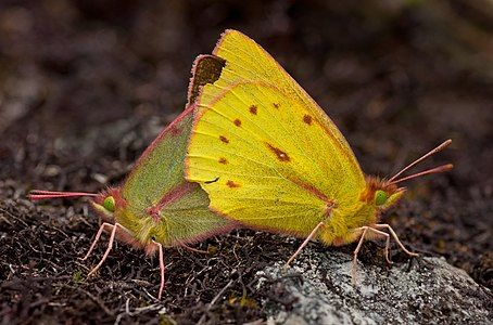 Colias dimera mating, by Paolo Costa Baldi