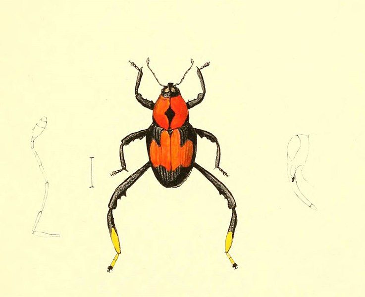 File:Copturus eximius cropped.jpg