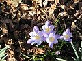 Crocus vernus