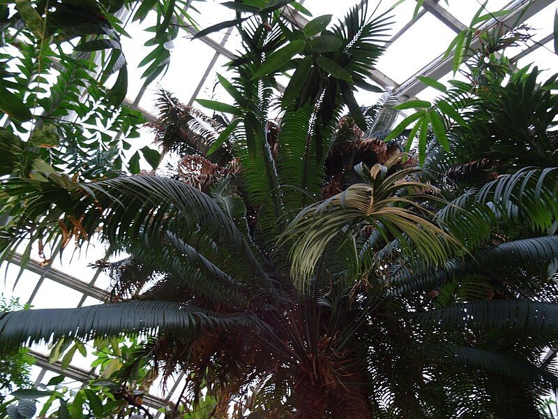 File:Cycas Zeylanica.jpg