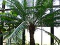 Cycas circinalis