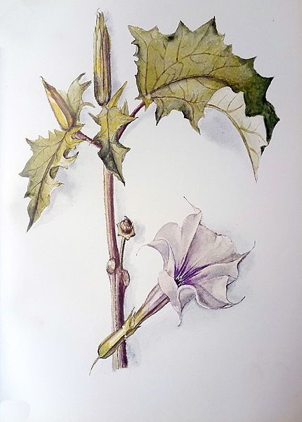 File:Datura stramonium00.jpg