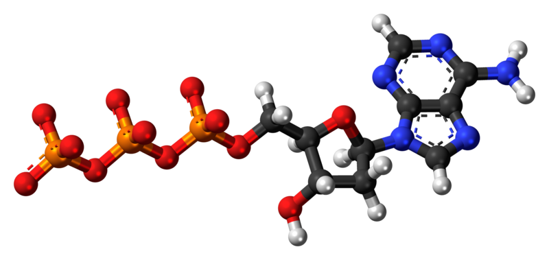 File:Deoxyadenosine-triphosphate-anion-3D-balls.png