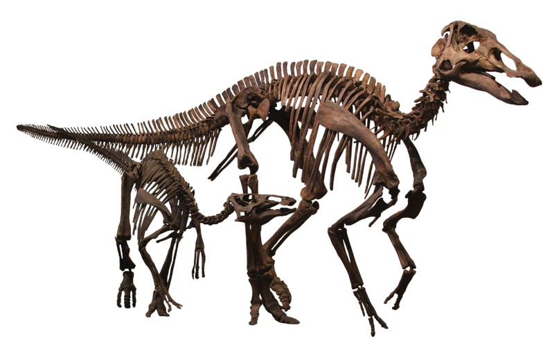 File:Edmontosaurus Family Clean.png