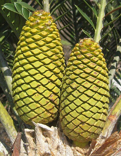 File:Encephalartos turneri 2.jpg