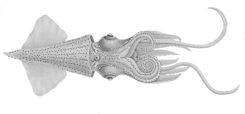 File:Enoploteuthis leptura.jpg