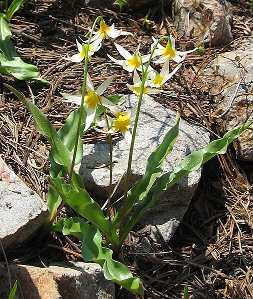 File:Erythronium purpurascens 01.jpg