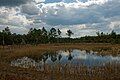 Image 5Farles Prairie in Ocala National Forest