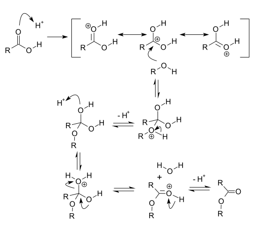 File:Fischer esterification mechanism.svg