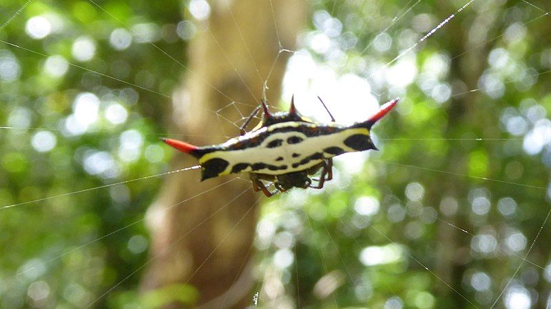 File:Gasteracantha gambeyi 01.JPG