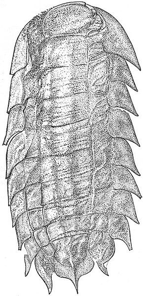 File:Gill1924 fig-06.jpg