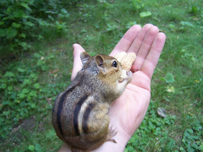 File:Hand-of-chipfriendship (closeup).jpg