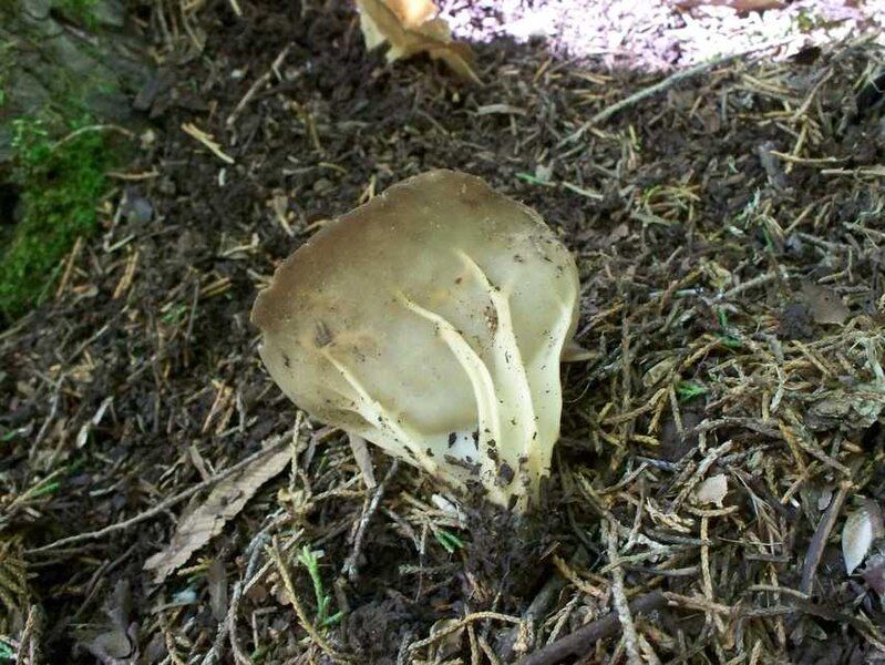 File:Helvella acetabulum.jpg