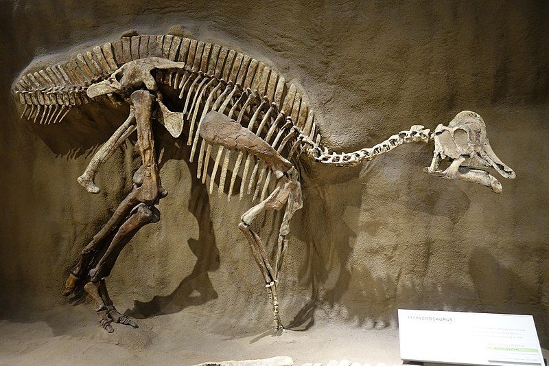 File:Hypacrosaurus Royal Tyrrell.jpg