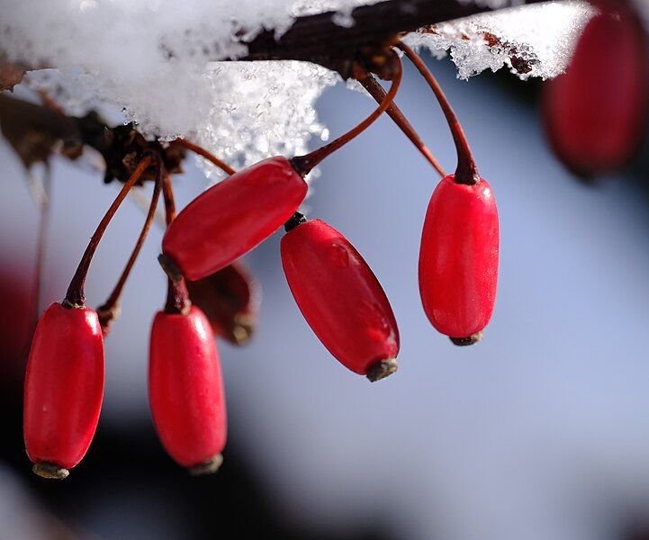 File:Japanese barberry.jpg