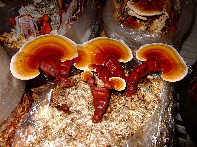 File:Jreishi2.jpg