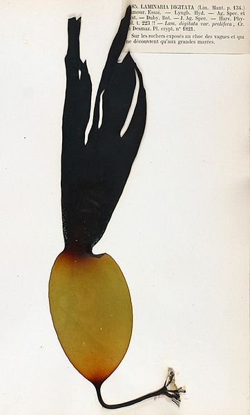 File:Laminaria digitata.jpg